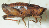 CollectionObject 1498695; 92395aed-5f50-4158-9292-b1a470e0c917: male, lateral view. (CollectionObject).