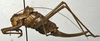 CollectionObject 1535212; 4e60faa6-d5b0-4eba-8dea-84df40606271: female, lateral view (syntype). (CollectionObject).