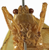 CollectionObject 1529734; 6ce18925-a8fb-4989-8352-ba52dc4f34f9: male face (holotype). (CollectionObject).