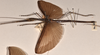 CollectionObject 1559664; b58b7dfc-83d6-4961-b8c9-28596e10cff4: copyright OUMNH. female, lateral view (holotype). (CollectionObject).