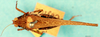 CollectionObject 1566519; 065cf132-9e13-4265-8c70-e5778f38ee22: female, dorsal view. (CollectionObject).