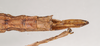 CollectionObject 1563693; NHMUK(SF IMPORT DUPLICATE) BMNH(E) #845046, 0aadf9f9-6a65-4285-8648-134f3f43faa8: copyright Natural History Museum, London. female: end of abdomen, dorsal view (holotype). (CollectionObject).