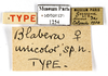 CollectionObject 1587296; MNHN(SF IMPORT DUPLICATE) MNHN-EP-EP1254, b3b745d3-e203-407f-b86c-845cabb4ba3f: CC BY-NC-ND 4.0/MNHN - Depraetere Marion - 2014. Non type, female. Specimen number: MNHN-EP-EP1254. http://coldb.mnhn.fr/catalognumber/mnhn/ep/ep1254. (CollectionObject).