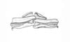 Baeacris bogotensis (Carbonell & Ronderos, 1973): Fig. 25. aedeagus apex, caudal view. (Otu).