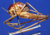 CollectionObject 1520571; 13cf4c4e-8c90-49d0-88aa-30d2d0b09db0: female, lateral view. (CollectionObject).