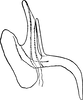 Aedeagus, lateral view on Arboridia (Arboridia) pusilla (Ribaut, 1936): Aedeagus, lateral view. (Observation).