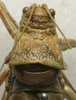CollectionObject 1534988; 30df46e2-29fd-4d40-b9c1-7ccc84be9c3f: male head and pronotum, dorsal view (lectotype of Ephippiger durieuii). (CollectionObject).