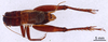CollectionObject 1522826; aefcff60-a245-465f-9b2c-ae4b286198fa: Male, dorsal view (holotype). (CollectionObject).