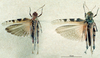 CollectionObject 1537920; ba848e47-20e4-4134-8a8a-d231e0928a0f: male habitus dorsal view, male and female. (CollectionObject).