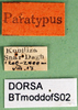 CollectionObject 1501865; f439bcdd-1ded-4794-8d67-495c19671c1b: labels (paratype of Metrioptera dofleini). (CollectionObject).