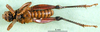 CollectionObject 1501305; b79a3c3a-a59a-4bd0-a128-5f4de306bc29: male, ventral view (holotype). (CollectionObject).