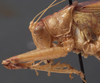 CollectionObject 1506494; 4972da6d-405d-4a95-b028-cce80fef04ad: female pronotum, lateral view. (CollectionObject).