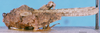 CollectionObject 1581436; f2c83a1d-69fb-40c6-8300-567e540d6217, DORSA D004XM01: male, lateral view (paratype). (CollectionObject).