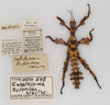 CollectionObject 1558784; bef01d1e-e6b3-4b2e-8690-b90a7bdb3aad: copyright UMO. Extatosoma bufonium female juv. (holotype), also data labels. (CollectionObject).