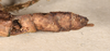 CollectionObject 1558284; 9fc7ed33-3550-471f-8e14-9c3838d7ce4c: copyright OUMNH. female: end of abdomen, lateral view (syntype). (CollectionObject).;CollectionObject 1558285; ad47c116-5c57-4e7d-af86-1e2d66166cd2: copyright OUMNH. female: end of abdomen, lateral view (syntype). (CollectionObject).