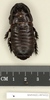 CollectionObject 1572987; 7796aa36-c639-4441-bbec-e2f922be8589: Copyright Natural History Museum, London. Non-type (adult male) in BM(NH). Dorsal view. (CollectionObject).