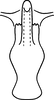 Aedeagus, ventral view: Aedeagus (variation), ventral view. (Observation).