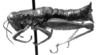 CollectionObject 1533443; e39981c4-e1cd-463d-89dd-f7d6de6774fc: Image Carbonell, C.S. female, lateral view (holotype). (CollectionObject).