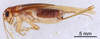CollectionObject 1962389; f983acd4-295c-4e5a-9e62-2299a45cf8db: Female, lateral view (paratype). (CollectionObject).