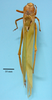 male, body dorsal view (syntype of Peucestes lutescens). Depicts CollectionObject 1542828; ac2ffff4-27b7-44a0-8d3e-61ee1907f7ef, a CollectionObject.