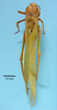 CollectionObject 1542828; ac2ffff4-27b7-44a0-8d3e-61ee1907f7ef: male, body dorsal view (syntype of Peucestes lutescens). (CollectionObject).