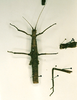 CollectionObject 1560131; 4bcebd6b-cb47-483d-861b-7ca78066dc16: copyright RMNH, Leiden. female Phasma (Acanthoderus) japonicum (syntype). (CollectionObject).