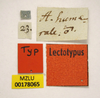 labels (syntype of Acridium humerale). Depicts CollectionObject 1596015; f54ad0f8-993e-43aa-b5ee-16c2d955d8ca, MZLU178065, a CollectionObject.