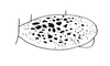 Eulampiacris ovipennis (Günther, 1940): Fig. 176. female tegmen. (Otu).