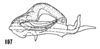 Aedeagus, lateral view on Cixius dislogicus Kramer, 1981: (Observation).