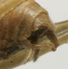 CollectionObject 1535938; ce3eb6ac-4cc0-492d-8d20-16df82832308: male abdomen tip, lateral view (syntype). (CollectionObject).