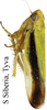 Habitus, lateral view: !! display not done !! on Taurotettix (Callistrophia) elegans (Melichar, 1900): from S Siberia, Tyva. (Observation).