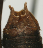 CollectionObject 1535133; 2a4eeb6d-2f99-4f01-89ea-409eebf93663: male cerci (syntype). (CollectionObject).