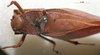 Baryprostha bellua Karsch, 1891: female head and pronotum, dorsal view. (Otu).