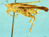 CollectionObject 1585508; 5ac16827-9f07-4073-900b-d1b7aad0ac52, DORSA D130XF01: female, lateral view (allotype). (CollectionObject).