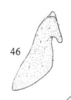 Pygofer appendages: !! display not done !! on Microcentrus caryae (Fitch, 1851): (Observation).