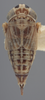Habitus, dorsal view on Athysanella (Amphipyga) minor Ball & Beamer, 1940: Dorsal. (Observation).