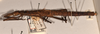 CollectionObject 1558452; a237584d-116d-4fb6-96cd-ae54ce1c2027: copyright OUMNH. female, lateral view of Dimorphodes mancus (syntype). (CollectionObject).;CollectionObject 1558453; ea906b12-686a-41bd-bb38-664c85261f31: copyright OUMNH. female, lateral view of Dimorphodes mancus (syntype). (CollectionObject).