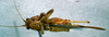 CollectionObject 1507390; afc63221-3327-4ae0-97ab-e35d6f97d64b: male ventral view (holotype). (CollectionObject).