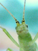 antennal markings. Depicts Oecanthus celerinictus Walker, 1963, an Otu.