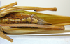 CollectionObject 1532451; d2524127-f9b6-4a2d-97f2-da0caef5e0f6: female, ventral view (holotype). (CollectionObject).
