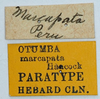 CollectionObject 1585088; c8490175-5cc6-494b-a09a-7c911597e582: labels (paralectotype). (CollectionObject).