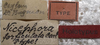 CollectionObject 1505716; 8dd08470-dbd0-4e29-83b3-34ad7a66a497: labels (holotype). (CollectionObject).