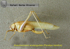 Anaulacomera (Anaulacomera) acutangulata Márquez Mayaudón, 1965: female (paratype). (Otu).