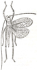 Narea compacta Walker, 1870: Fig. 2. male (Mastighapha crassicornis, tegmen length 21.5 mm). (Otu).