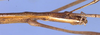 CollectionObject 1504086; f9f3d0a7-3134-4808-a1ed-10cc7e1f6dc4: male head and pronotum, lateral view (holotype). (CollectionObject).