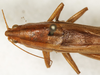 CollectionObject 1531642; f052cf30-c1fd-4f51-9880-e53272acefd0: male, dorsal view (holotype). (CollectionObject).