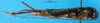 CollectionObject 1567478; 1affefd9-27b6-47a3-aa76-a7b6a1882551: female, lateral view (paratype). (CollectionObject).