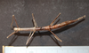 CollectionObject 1557293; 1f9be7d0-bbfd-4a95-9d6b-50511cad363e: copyright CNHM, Zagreb. female, dorsal view (holotype) [note, the only specimen labelled by the author - it is not known if deposited other specimens elsewhere, but there is only one other specimen (no data label) in Zagreb]. (CollectionObject).