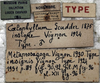CollectionObject 1539796; a7971dad-8a5c-4b3c-9b49-d72f4f82ee32: labels (holotype). (CollectionObject).