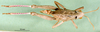 CollectionObject 1501176; 3b2cbe4c-319f-404c-b0c5-66baf837d0e2: female, dorsal view (syntype). (CollectionObject).